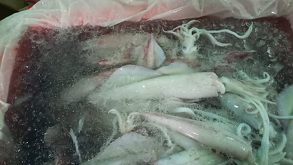 Fresh Squid Grade AA/Sotong Grade AA