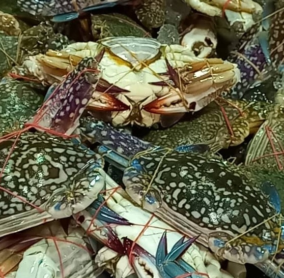 Big Deals Fresh Blue Crab Grade AA/Ketam Bunga Segar Grade AA 10kg