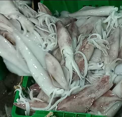 Big Deals Fresh Squid Grade AA/Sotong Grade AA 10kg